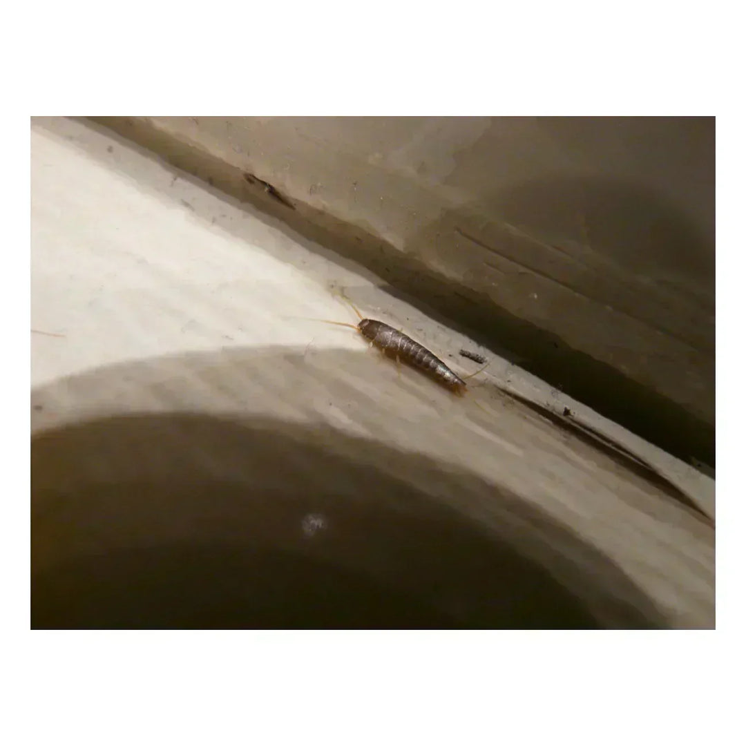 Silber- & Papierfische