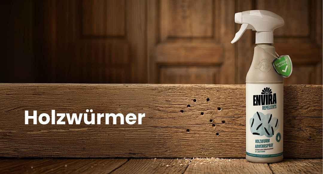 Drei Anzeichen für einen Holzwurmbefall