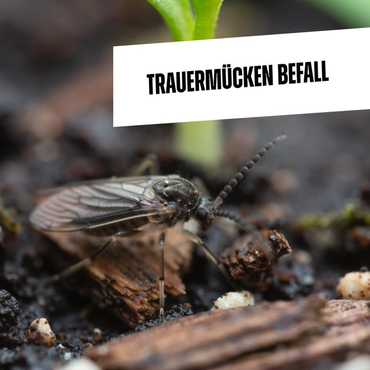 Envira Trauermücken Abwehrspray
