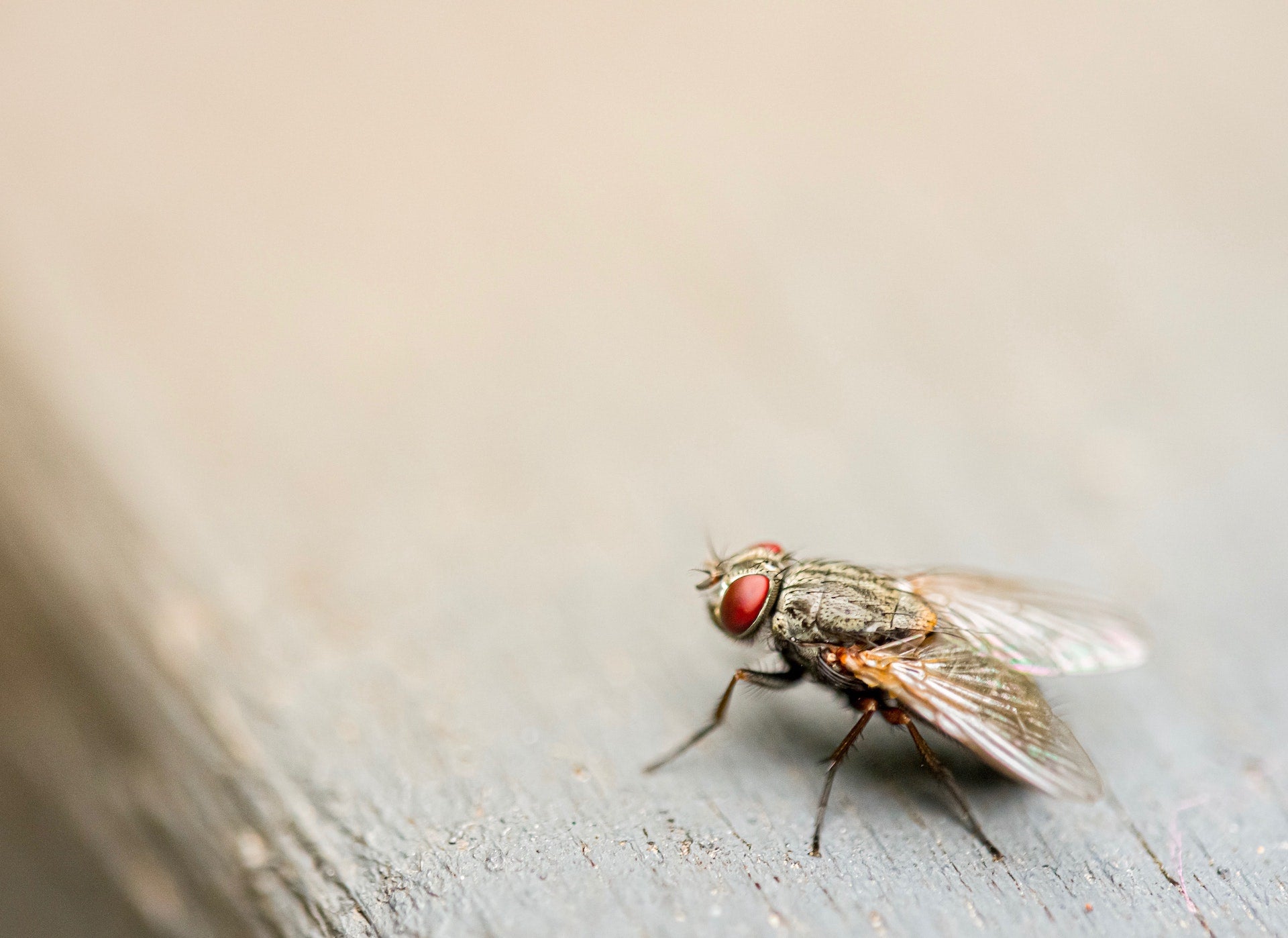 Envira: Gegen fliegende & kriechende Insekten Banner